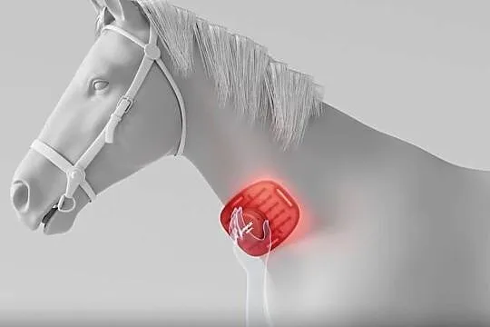 Lumaflex Essential DUO Horse & Human | Zestaw 3 Paneli LED Terapia, Świętokrzyskie, Michałów