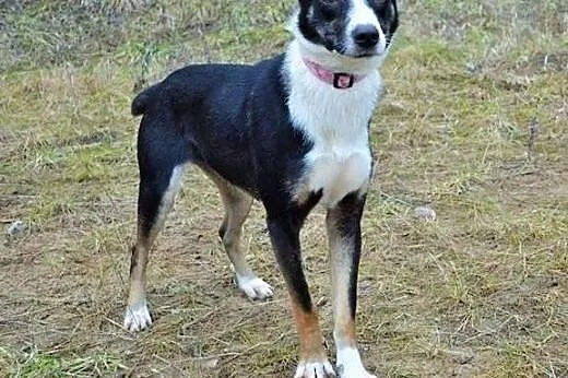 Zulka cudna,przyjazna,energiczna sunia do adopcji,