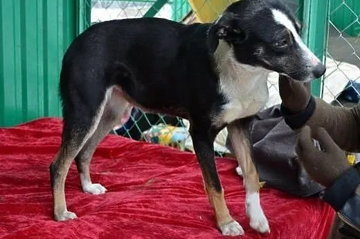 Zulka cudna,przyjazna,energiczna sunia do adopcji,