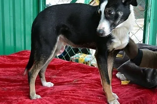 Zulka cudna,przyjazna,energiczna sunia do adopcji,