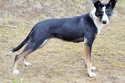 Zulka cudna,przyjazna,energiczna sunia do adopcji,
