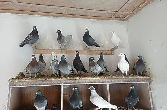 Sprzedam gołębie, Łódzkie, Wejsce