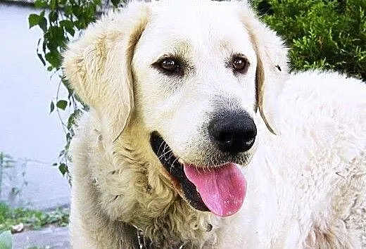 12 miesięczna sunia KUVASZ WĘGIERSKI szuka odpowie