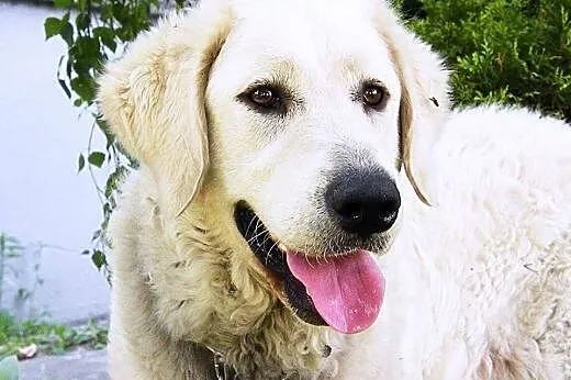 12 miesięczna sunia KUVASZ WĘGIERSKI szuka odpowie