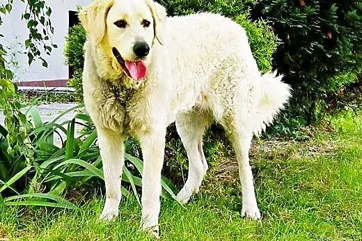 12 miesięczna sunia KUVASZ WĘGIERSKI szuka odpowie