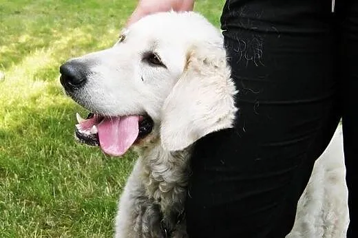 12 miesięczna sunia KUVASZ WĘGIERSKI szuka odpowie