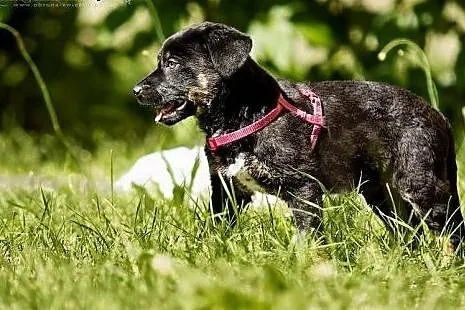 POLO - 3 kg wspaniałego psiego dzieciaka do adopcj