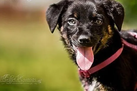 POLO - 3 kg wspaniałego psiego dzieciaka do adopcj