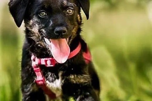 POLO - 3 kg wspaniałego psiego dzieciaka do adopcj