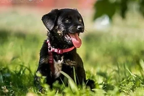 POLO - 3 kg wspaniałego psiego dzieciaka do adopcj