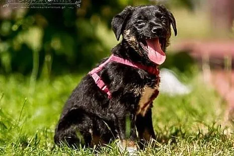 POLO - 3 kg wspaniałego psiego dzieciaka do adopcj