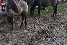 Sprzedam kobyłe ze źrubką