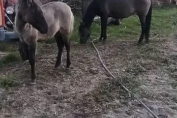 Sprzedam kobyłe ze źrubką