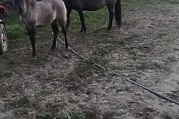 Sprzedam kobyłe ze źrubką, Lubelskie, Stok