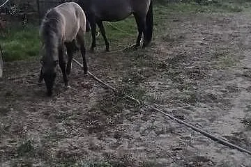 Sprzedam kobyłe ze źrubką, Lubelskie, Stok