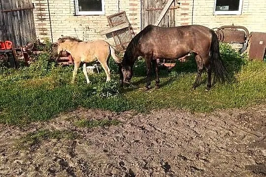 Sprzedam kobyłe ze źrubką, Lubelskie, Stok