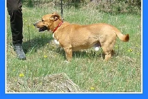Staffik mix,aktywny,przyjazny,wesoły pies HURMAK.Adopcja,  mazowieckie Warszawa