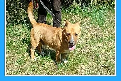 Staffik mix,aktywny,przyjazny,wesoły pies HURMAK.A