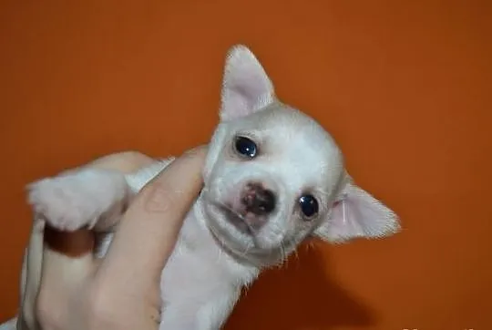 Chihuahua piesek krótkowłosy kremowy - jaśniutki -