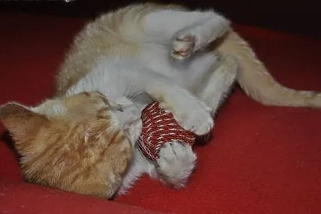 Nemo 3-miesięczny Kocurek do adopcji ,  mazowieckie Warszawa