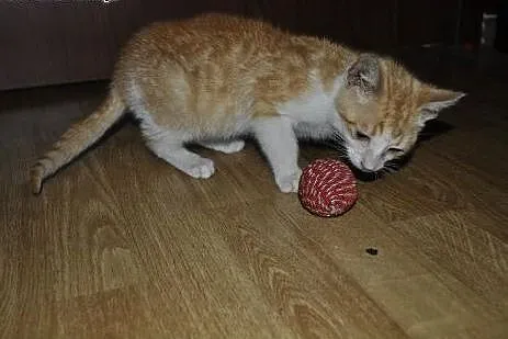 Nemo 3-miesięczny Kocurek do adopcji ,  mazowiecki