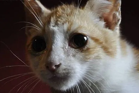 Nemo 3-miesięczny Kocurek do adopcji ,  mazowiecki