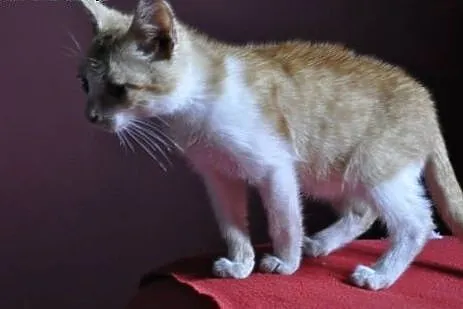 Nemo 3-miesięczny Kocurek do adopcji ,  mazowiecki