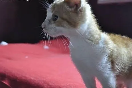 Nemo 3-miesięczny Kocurek do adopcji ,  mazowiecki
