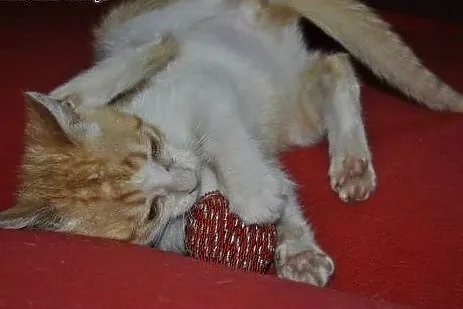 Nemo 3-miesięczny Kocurek do adopcji ,  mazowiecki