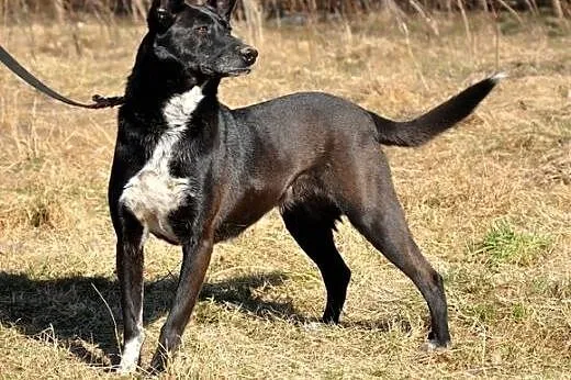 Nuka - fajna sunia szuka domku :),  warmińsko-mazurskie Olsztyn
