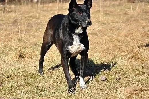 Nuka - fajna sunia szuka domku :),  warmińsko-mazu