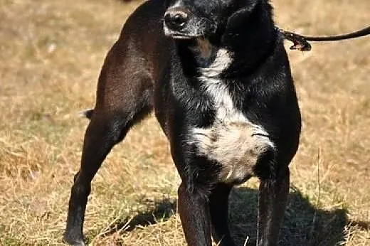 Nuka - fajna sunia szuka domku :),  warmińsko-mazu