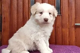 Piękny Biszkopt Border Collie - Rasowy piez z pełną dok.
