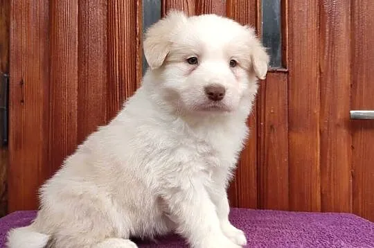 Piękny Biszkopt Border Collie - Rasowy piez z pełną dok.