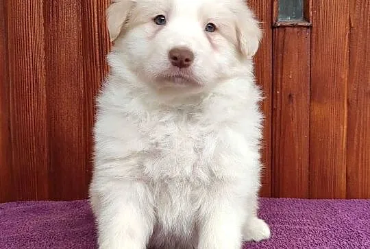 Piękny Biszkopt Border Collie - Rasowy piez z pełną dok., Podkarpackie, Iwonicz