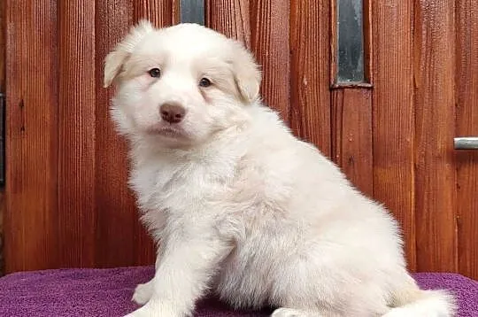 Piękny Biszkopt Border Collie - Rasowy piez z pełną dok., Podkarpackie, Iwonicz