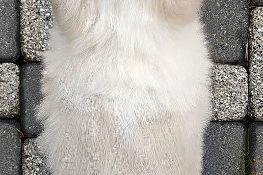Piękny Biszkopt Border Collie - Rasowy piez z pełną dok., Podkarpackie, Iwonicz