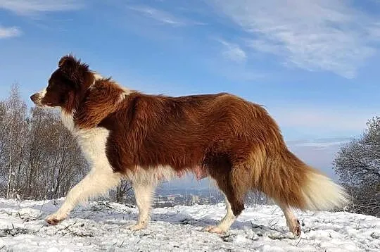 Piękny Biszkopt Border Collie - Rasowy piez z pełną dok., Podkarpackie, Iwonicz
