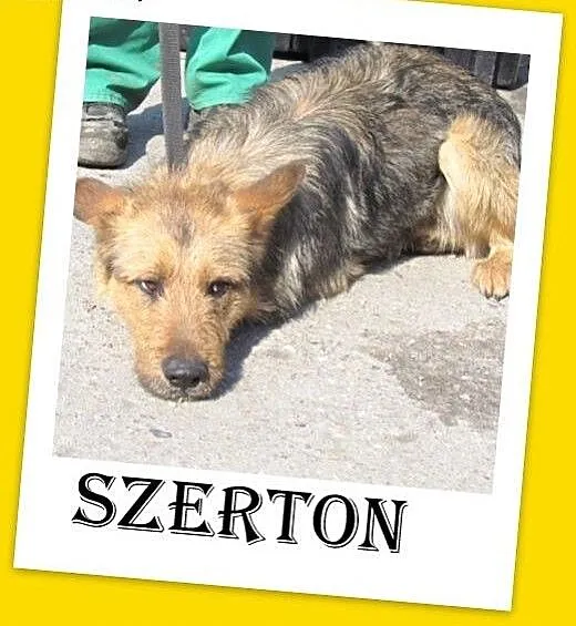 Przerażony schroniskiem,średni,spokojny,łagodny pi