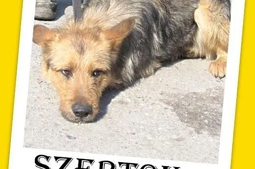 Przerażony schroniskiem,średni,spokojny,łagodny pi