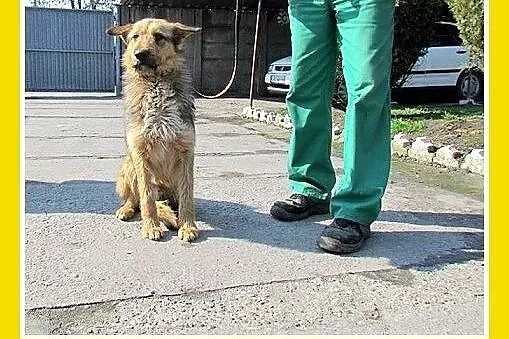 Przerażony schroniskiem,średni,spokojny,łagodny pi