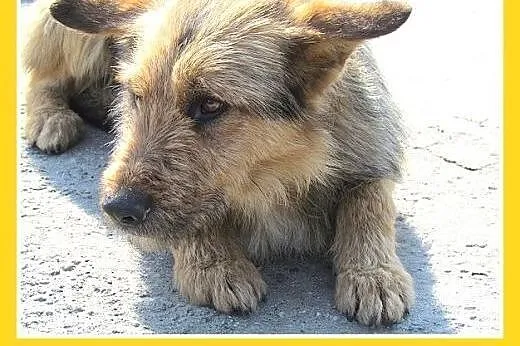 Przerażony schroniskiem,średni,spokojny,łagodny pi
