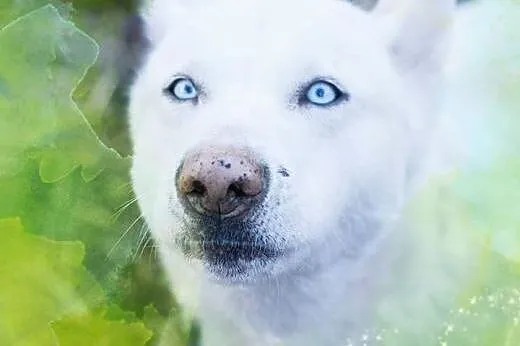 Piękna Alaska biała mix husky czeka na Ciebie,  śl