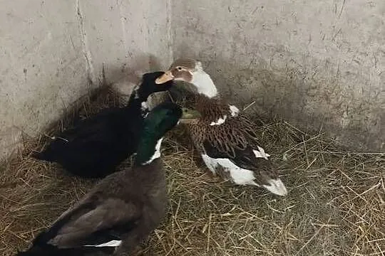 Sprzedam jajka lęgowe, Podkarpackie, Staniszewskie