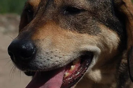 Afra - młoda, kochająca ludzi sunia szuka domu,  K