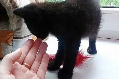 Kocie dziecko pilnie szuka domu,  lubelskie Zamość