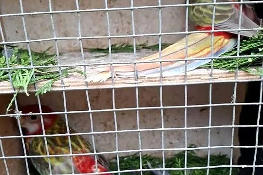 Rozella rozelle białolice, Wielkopolskie, Lubiechowo