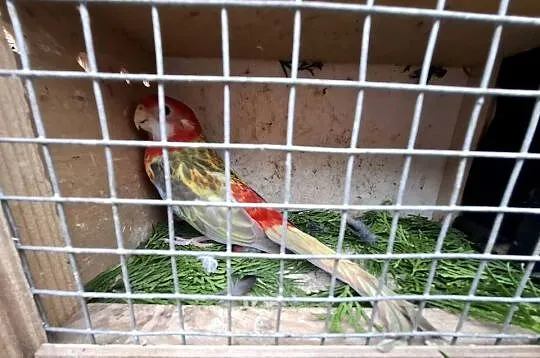 Rozella rozelle białolice, Wielkopolskie, Lubiechowo