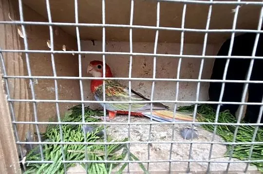 Rozella rozelle białolice, Wielkopolskie, Lubiechowo