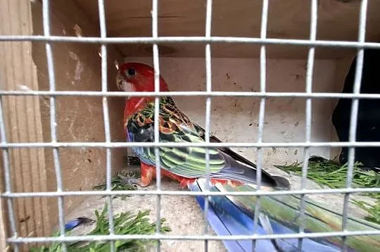 Rozella rozelle białolice, Wielkopolskie, Lubiechowo